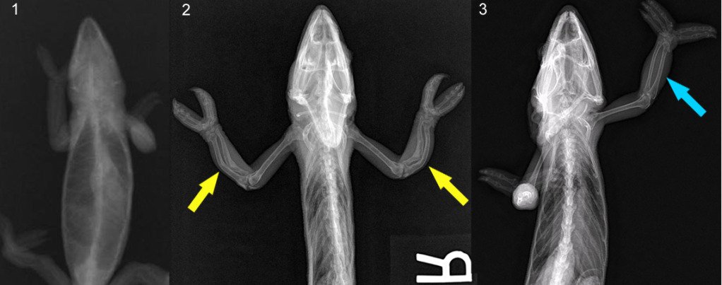 Metabolic Bone Disease in chameleons