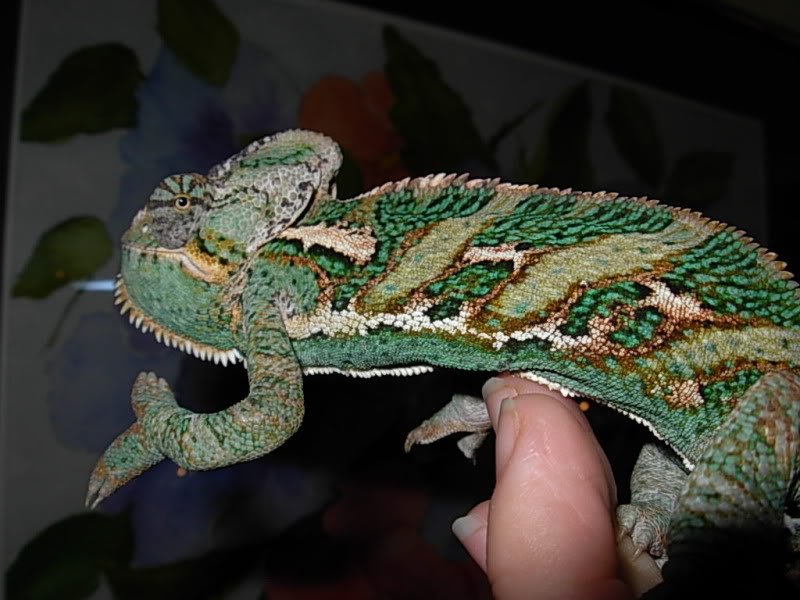 Chameleon with MBD